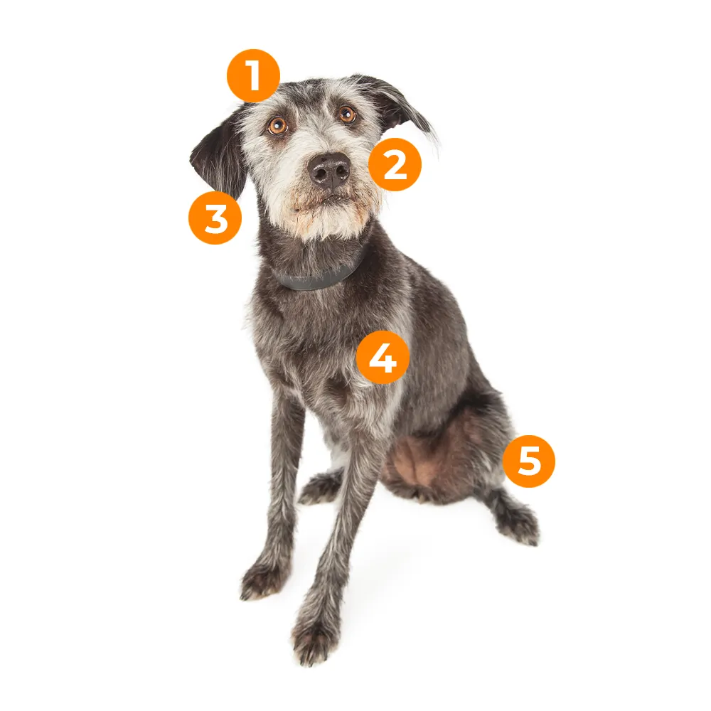 caracteristicas fisicas